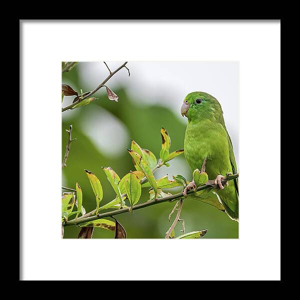Colombia Framed Print featuring the photograph Spectacled Parrotlet Orquideas del Tolima Ibague Colombia by Adam Rainoff