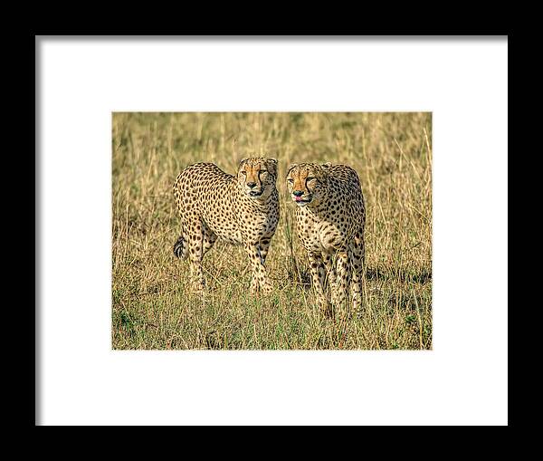Cheetahs Framed Print featuring the photograph Speed Merchants by Wade Aiken