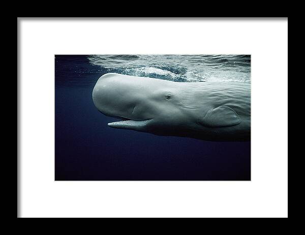 Mp Framed Print featuring the photograph White Sperm Whale by Hiroya Minakuchi