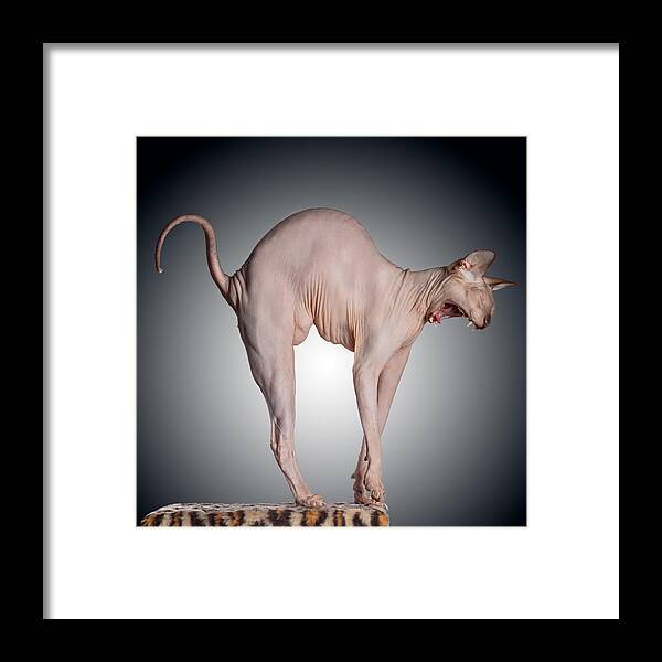 Cat Framed Print featuring the photograph Sphinx by Kotturstudio