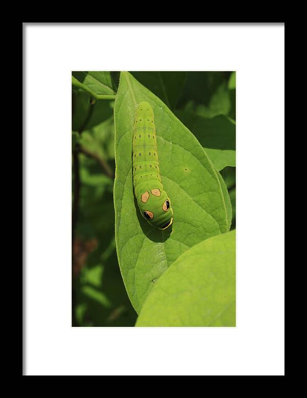 Caterpiller Framed Print featuring the photograph Spicebush Swallowtail Caterpillar by Karen Ruhl