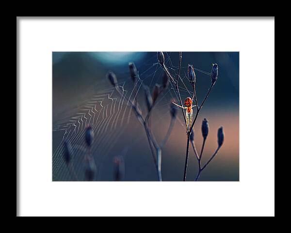 Spider Framed Print featuring the photograph Spider Like From Another World by Krasi Matarov