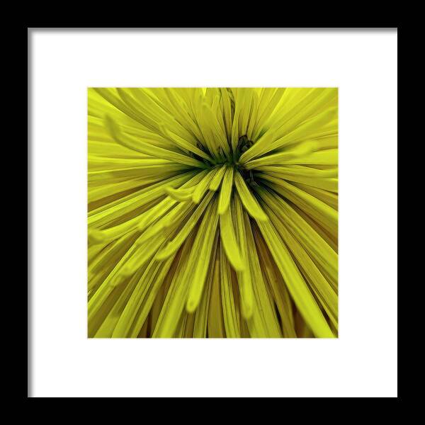 Flower Framed Print featuring the photograph Spider Mum 3983 by Cathy Kovarik