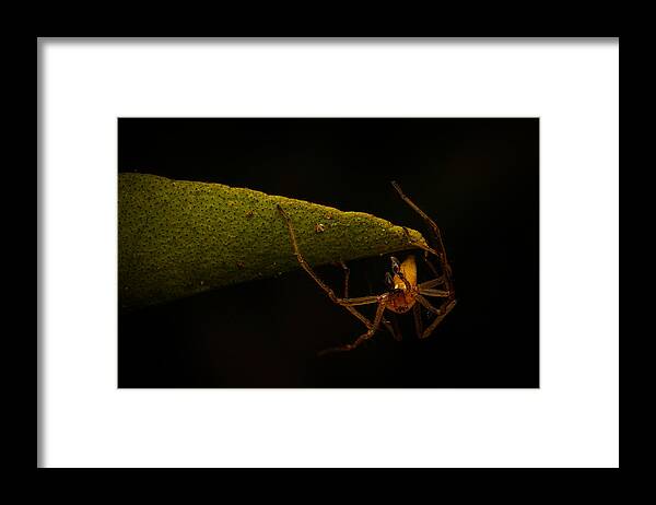 Insect Framed Print featuring the photograph Spiderman Kiss by Itzik Pop