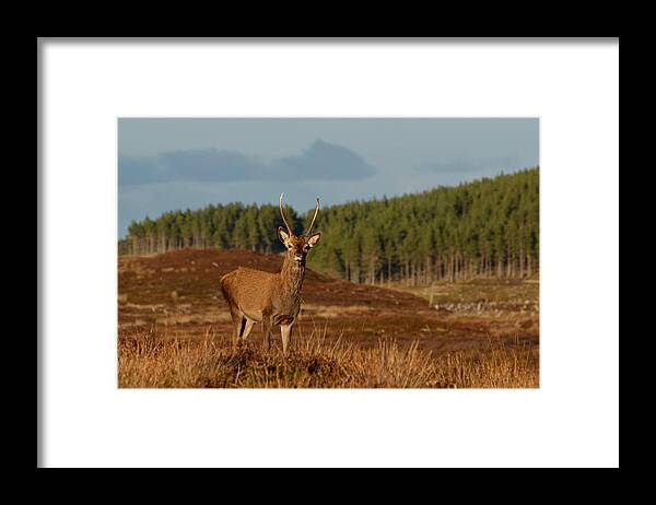 Red Deer Pricket Framed Print featuring the photograph Spiky by Gavin MacRae
