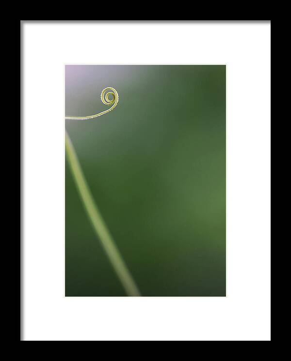 Minimalism Framed Print featuring the photograph Spiral Tendril by Prakash Ghai