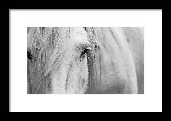 Wild Horse Framed Print featuring the photograph Spirit of the Wild by Holly Ross