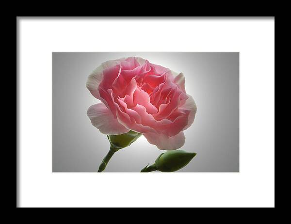 Carnation Framed Print featuring the photograph Spotlight On Carnation by Terence Davis