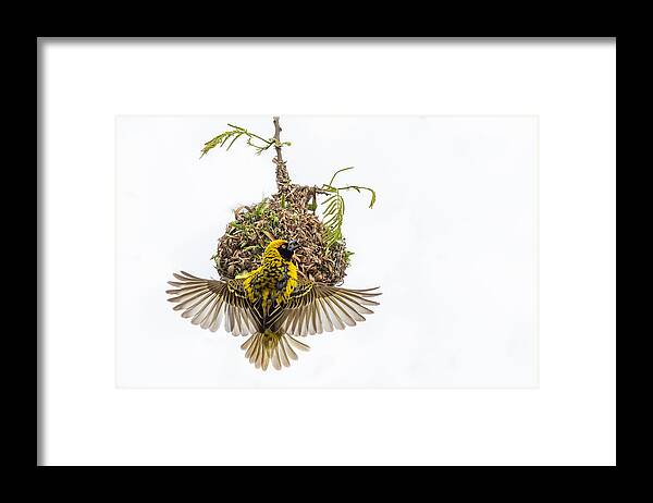 Nature Framed Print featuring the photograph Spread Your Wings by Alessandro Catta