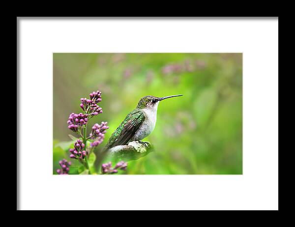Hummingbird Framed Print featuring the photograph Spring Beauty Ruby Throat Hummingbird by Christina Rollo