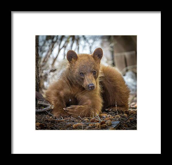 Bear Framed Print featuring the photograph Spring Bloom by Kevin Dietrich