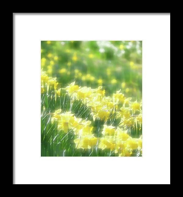 Daffodils Framed Print featuring the photograph Spring Daffodils by Ken Krolikowski