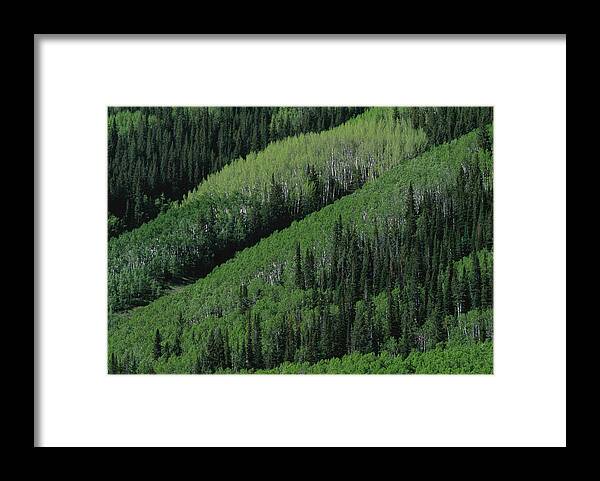 America Framed Print featuring the photograph Spring Forest Of Ponderosa Pine & by Nhpa