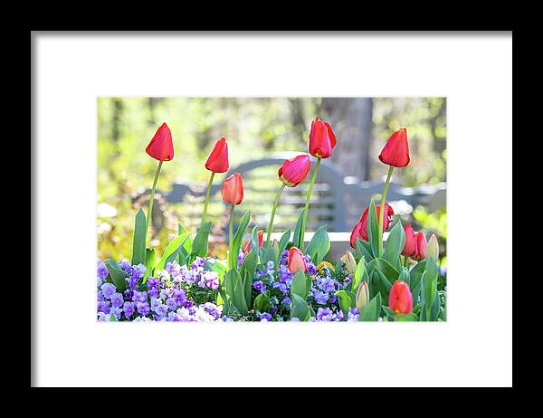 Garden Framed Print featuring the photograph Spring Garden by Mary Ann Artz