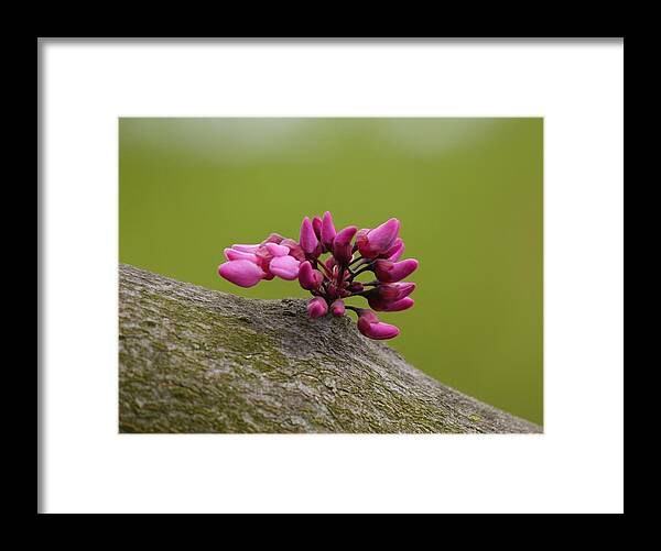 Jane Ford Framed Print featuring the photograph Spring has sprung by Jane Ford