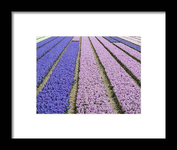 Tranquility Framed Print featuring the photograph Spring In Holland by Frans Sellies