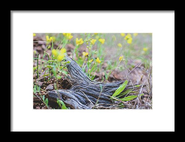 Spring Framed Print featuring the photograph Spring is Coming by Melisa Elliott