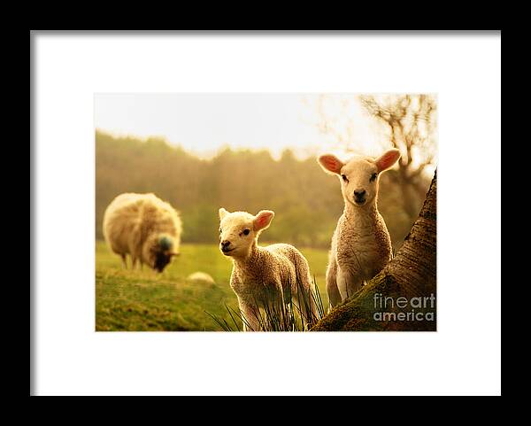 Tree Framed Print featuring the photograph Spring Lambs by Drew Rawcliffe