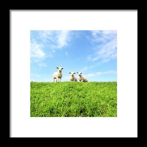 Grass Framed Print featuring the photograph Spring Lambs by Marceltb