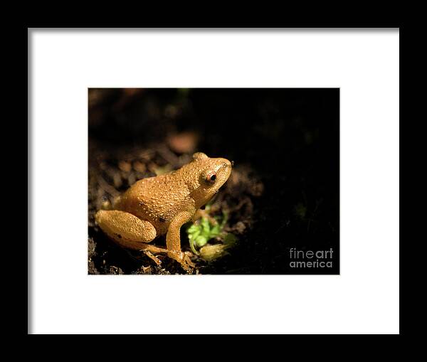 Nature Framed Print featuring the photograph Spring Peeper by Dorothy Lee