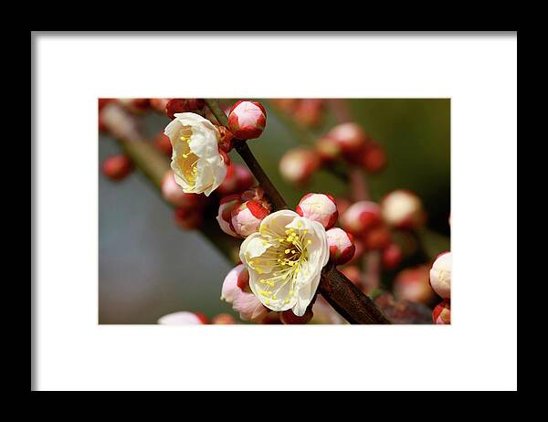 Asian And Indian Ethnicities Framed Print featuring the photograph Spring Plum Blossoms In Shanghai by Bingopixel