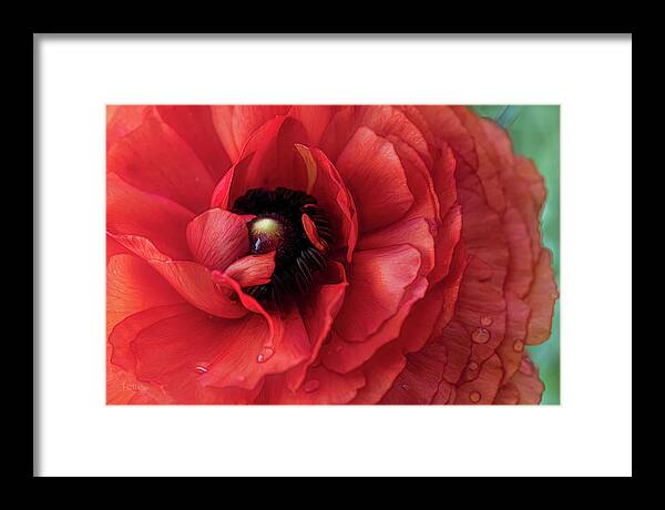 Flower Framed Print featuring the photograph Spring Rain by Pat Watson