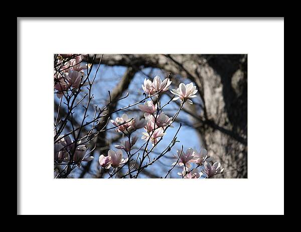 Landscapes Framed Print featuring the photograph Spring Time in the Morning by Jason Huffman