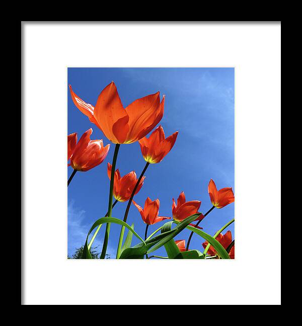 Nottinghamshire Framed Print featuring the photograph Spring Tulips by Phil Howcroft, Nottingham, England