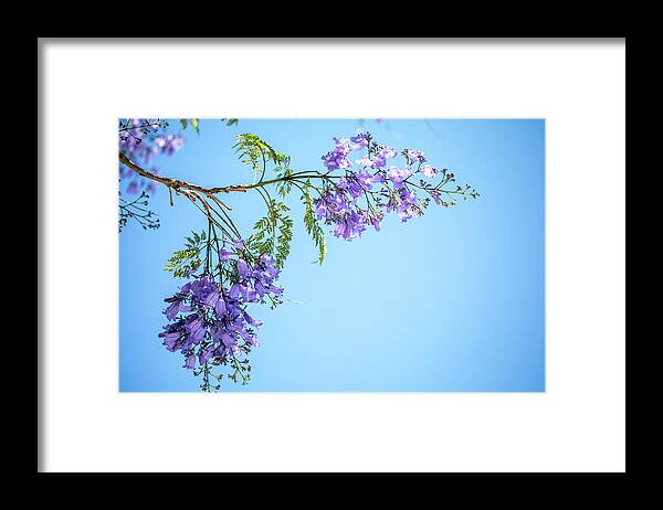 Jacaranda Tree Framed Print featuring the photograph Springtime Beauty by Az Jackson