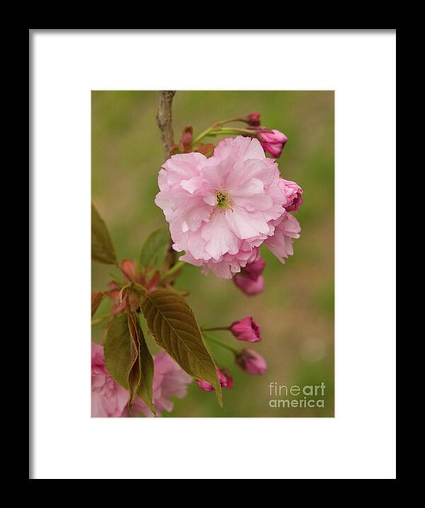 Central Park Framed Print featuring the photograph Springtime Blossoms In Central Park 10 by Dorothy Lee