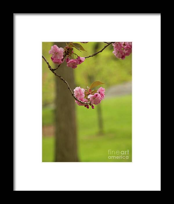 Central Park Framed Print featuring the photograph Springtime Blossoms In Central Park by Dorothy Lee