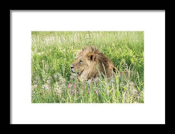 Lion Framed Print featuring the photograph Springtime in the Kgalagadi by Hamish Mitchell