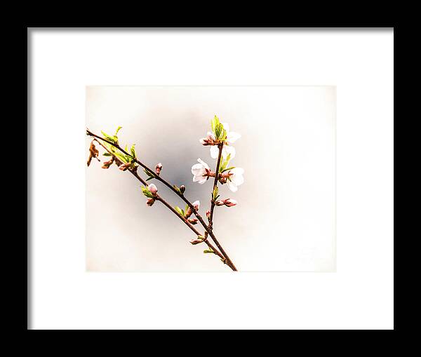 Flower Framed Print featuring the digital art Springtime is for Cherry Blossoms by Gina Matarazzo
