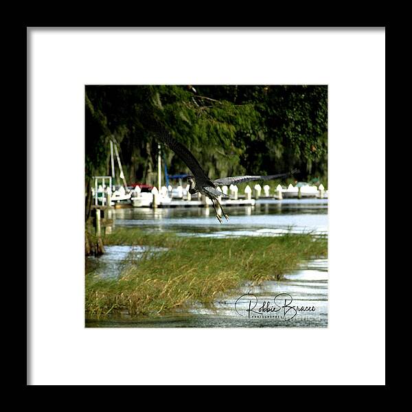 Square Framed Print featuring the photograph Square Magnificent Wing Span of a Great Blue Heron by Philip And Robbie Bracco