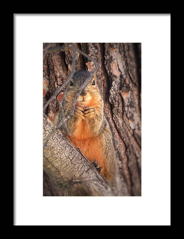 Squirrel Framed Print featuring the photograph Squirrel eating in tree by David Zumsteg