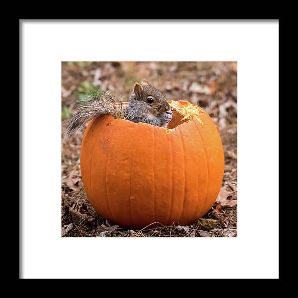 Terry D Photography Framed Print featuring the photograph Squirrel In Pumpkin Square by Terry DeLuco