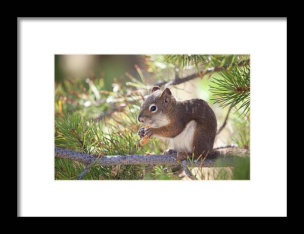 Animal Themes Framed Print featuring the photograph Squirrel by Nathan Blaney