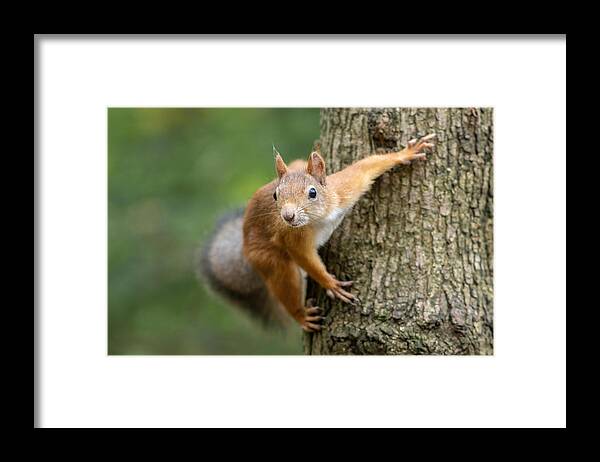Red Framed Print featuring the photograph Squirrel On A Tree by Andrey Kotov
