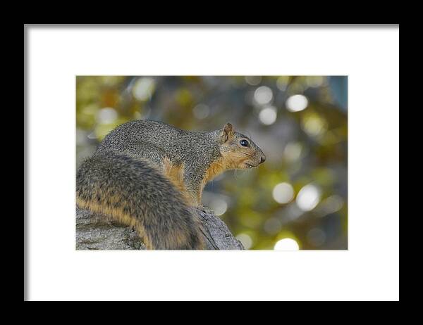Squirrel Framed Print featuring the photograph Squirrely by Fraida Gutovich