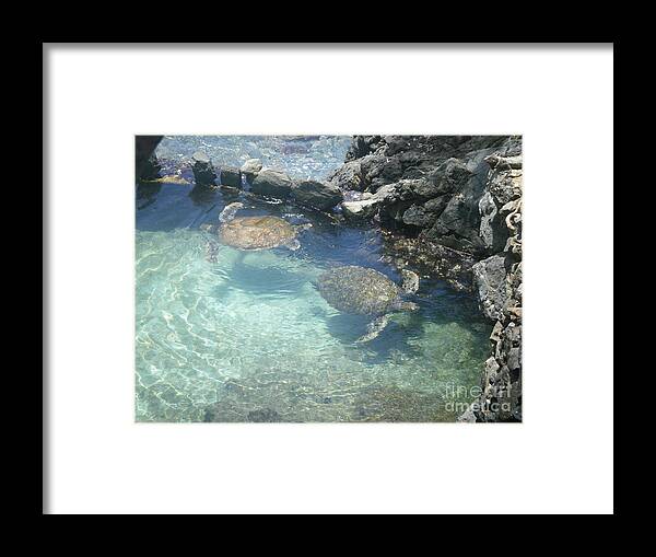 St. Thomas Turtles Framed Print featuring the photograph St. Thomas Turtles by Barbra Telfer