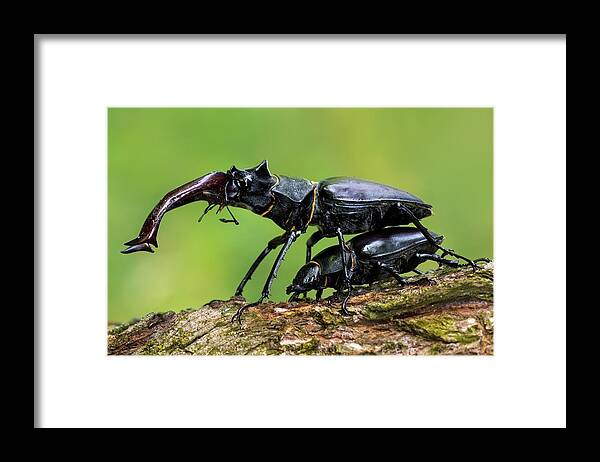 Macro Framed Print featuring the photograph Stag Beetle Mating by Petar Sabol
