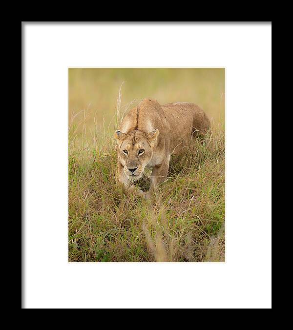 Nature Framed Print featuring the photograph Stalking Lioness by Manish Nagpal