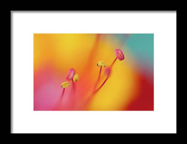 Petal Framed Print featuring the photograph Stamen by Dave Wilson, Webartz Photography