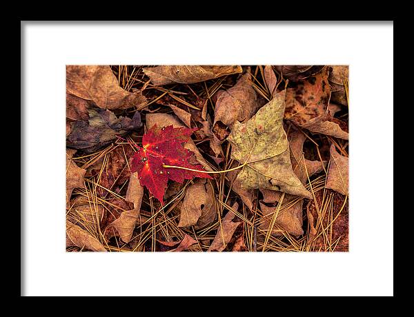 America Framed Print featuring the photograph Stand-out by ProPeak Photography