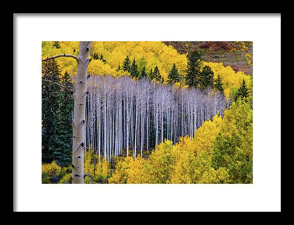 Aspens Framed Print featuring the photograph Standing Naked by Johnny Boyd