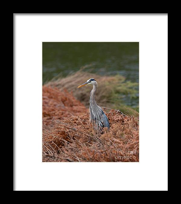 Photography Framed Print featuring the photograph Standing Tall Heron by Alma Danison