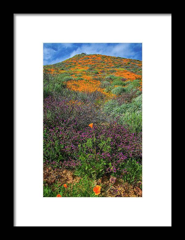 Poppies Framed Print featuring the photograph Standout Wildflowers of the 2019 Spring Bloom in Walker Canyon by Lynn Bauer