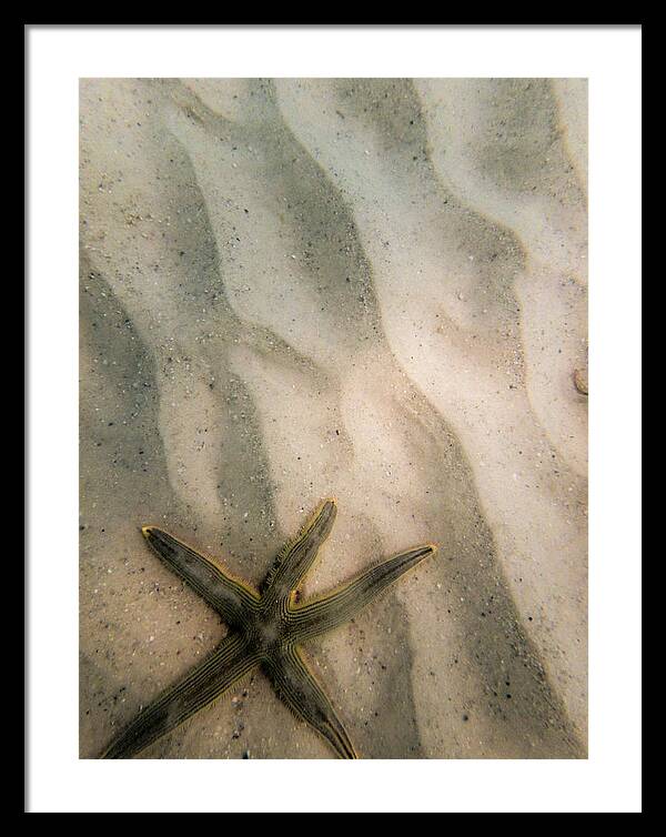 Starfish Framed Print featuring the photograph Starfish in the Sand by Dan Podsobinski