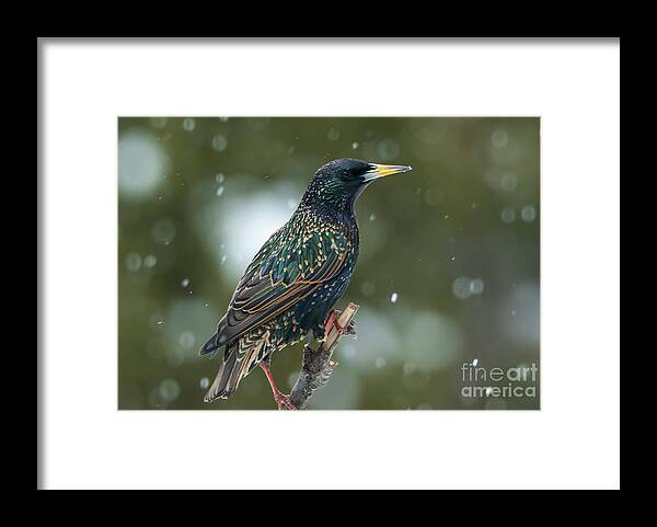 Bird Framed Print featuring the photograph Starling Bird Portrait by Sandra J's