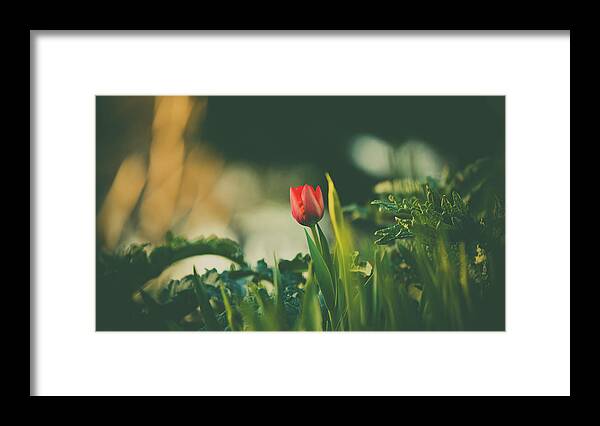 Different Framed Print featuring the photograph Start of Spring by Dheeraj Mutha